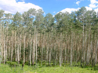 A really old Aspen grove.